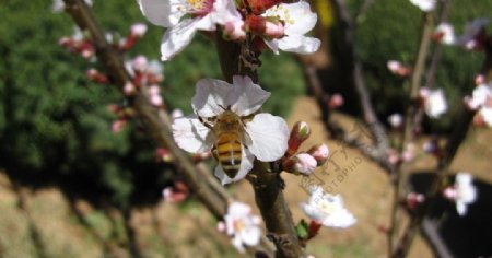 蜜蜂与杏花图片