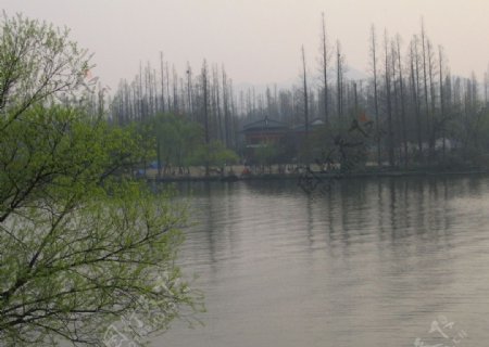 西湖春景1图片