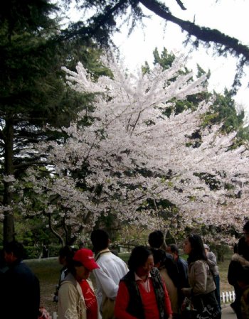 白色的花樱花人群树图片