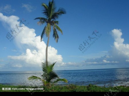 蓝天白云大海椰子树图片