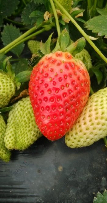 草莓红草莓图片