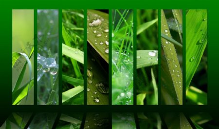 高清绿色植物背景图片