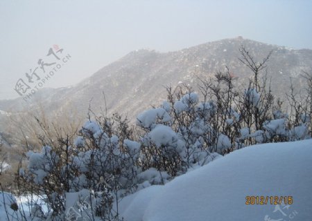 雪后山坡雪球花图片