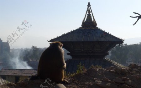 尼泊尔帕斯帕提神庙图片