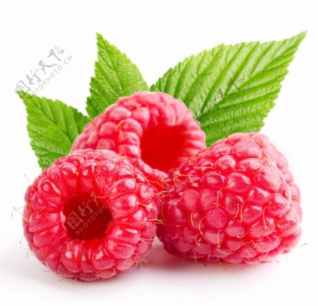 高清树莓图片