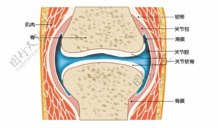 关节示意图图片