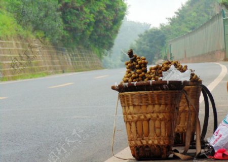 龙眼图片