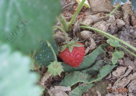 野生草莓图片