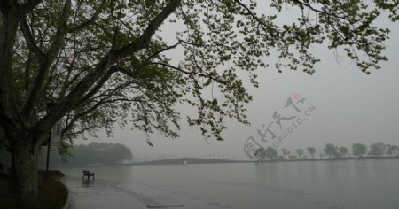 雨中西湖图片