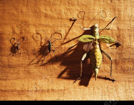 化石摄影昆虫图片
