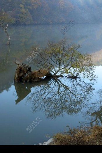 湖泊中小树图片