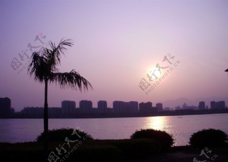 江滨江夕阳树图片