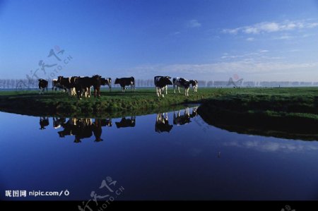 美景中的奶牛图片