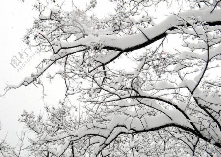 冬景雪树图片