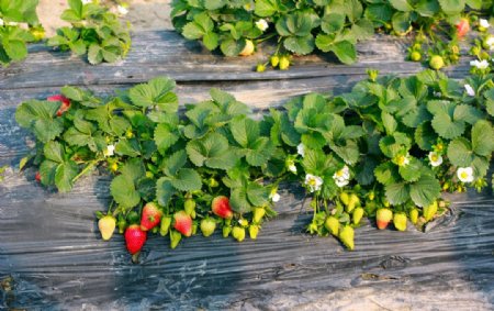 农场草莓图片