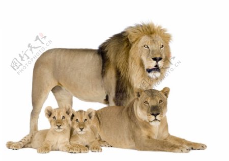 狮子家庭图片
