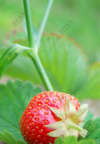 诱人草莓图片