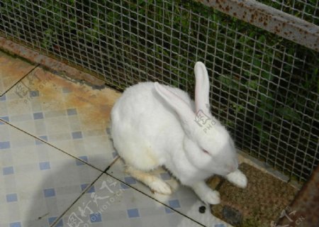动物园的小白兔兔子图片