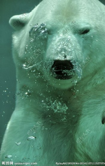 水中北极熊图片