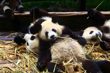 睡懒觉的大熊猫图片