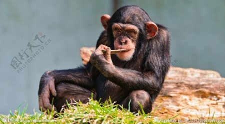 在思考的黑猩猩图片