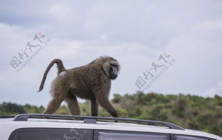 登上车顶的狒狒图片
