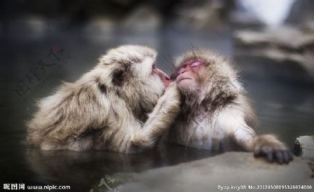 温泉猴子图片