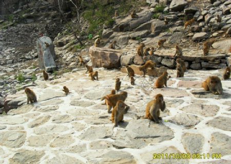 太行山猴子图片