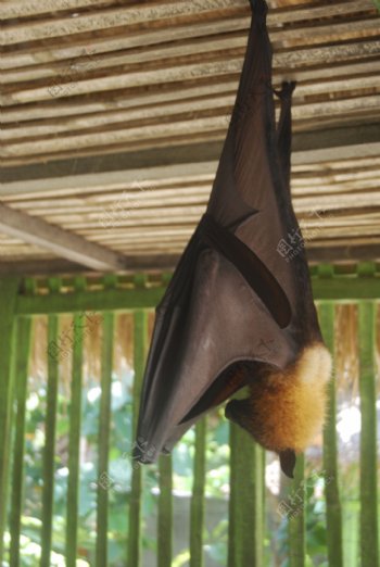 印尼大蝙蝠图片