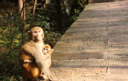 路边的猴子母子图片