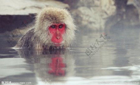 猴子泡温泉图片