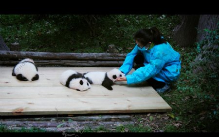 熊猫看护员图片