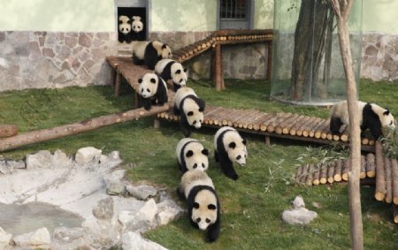许多熊猫图片