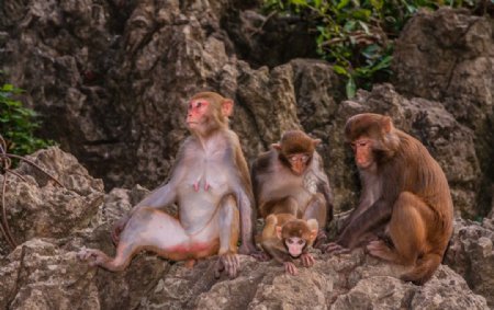 岩石上的猕猴家族图片