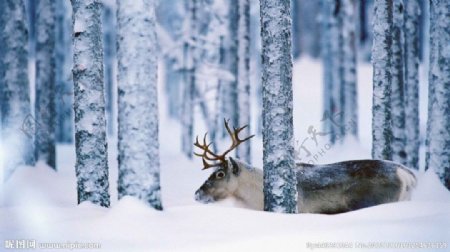 瑞典雪天树林里的驯鹿图片