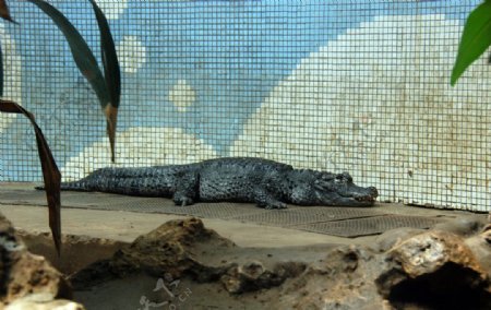 北京动物园的鳄鱼图片