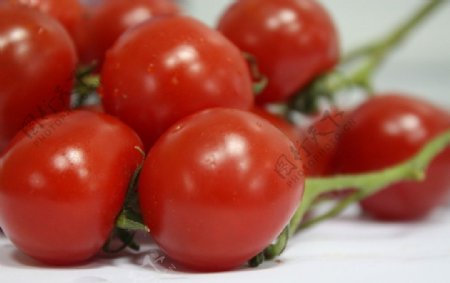 圣尼果番茄图片
