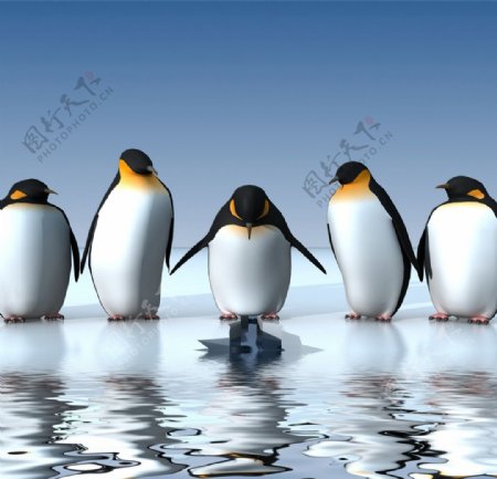 企鹅南极企鹅图片