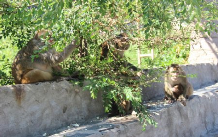 猕猴群居绿树图片