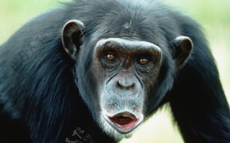 黑猩猩图片
