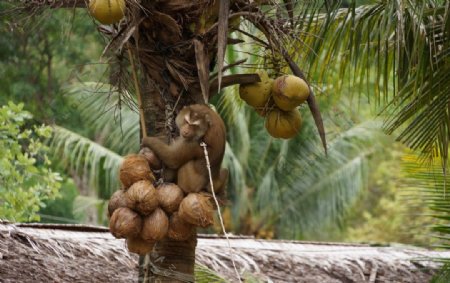 泰国的猴子图片