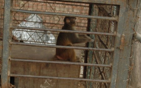 笼子里的眺望的小猴子图片
