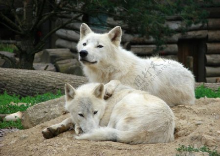 动物园里的狼图片