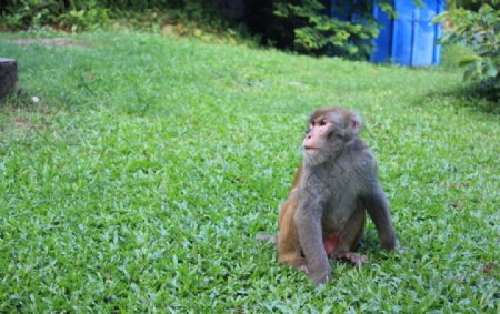 上川岛猕猴图片