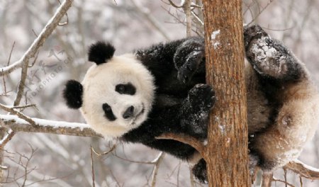 雪地熊猫图片