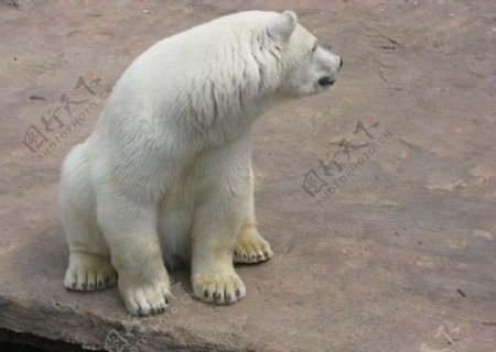 白色北极熊侧脸图片