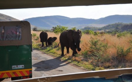 南非匹林斯堡国家野生动物园大象图片