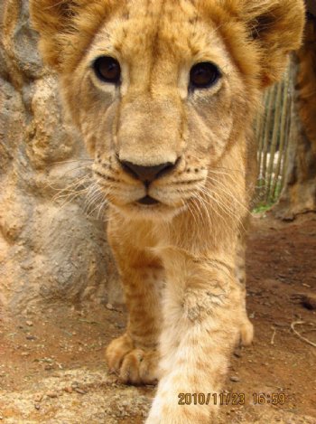 南非小狮子图片