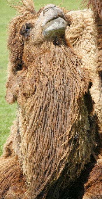 骆驼皮毛双峰骆驼图片