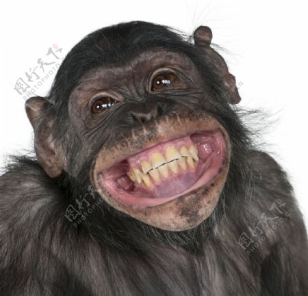 微笑的猴子图片
